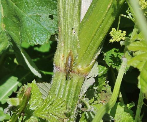 Réf. 263 420 : Lixus iridis